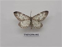 藏品(尺蛾109)的圖片